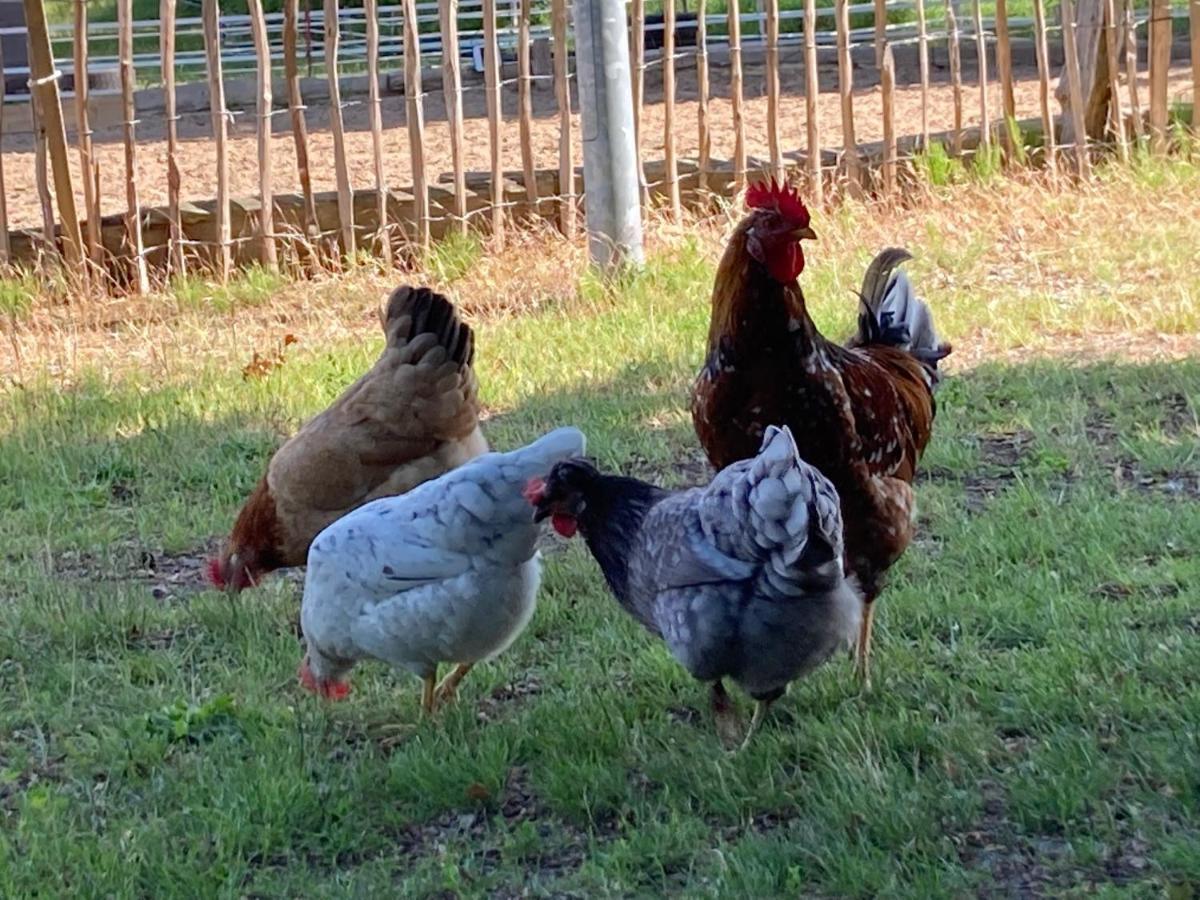Hansecottage Stockelsdorf Zewnętrze zdjęcie